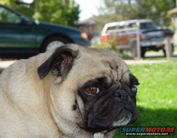 smpugbrc.jpg Fuzzy focus on Bronco in background of Ida Mae.