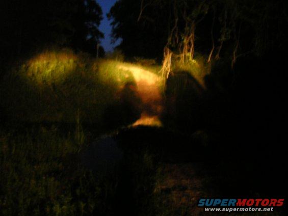 Headlights illuminate a dark, grassy area with trees and hanging vines
