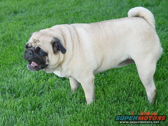 imgonnabiteu.jpg "I'm going to be forced to bite you if ya don't stop pulling my tail."