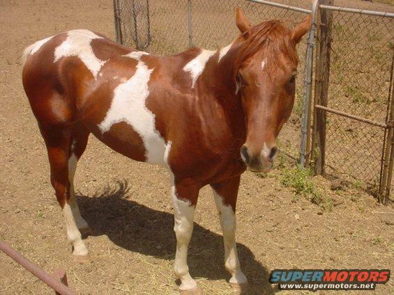 one of his horses