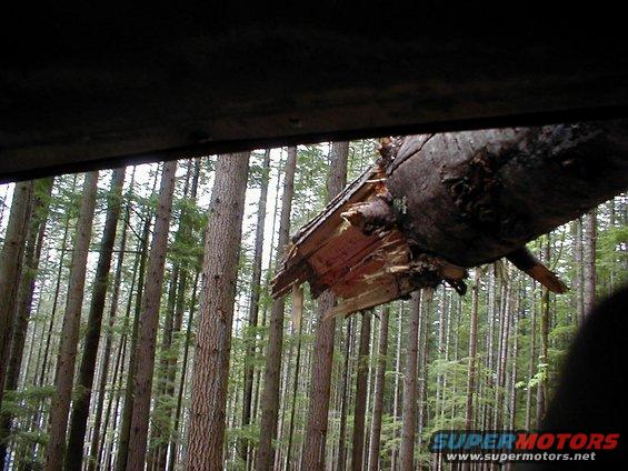Broken tree branch hangs over a dense forest scene