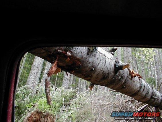 view from inside vehicle looking out at a large fallen tree across the path in a forest