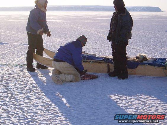 Raw seal meat anyone?
