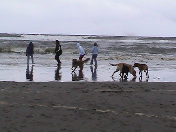 long-beach-2004-025.jpg Not sure who is having more fun, the kids or the dogs