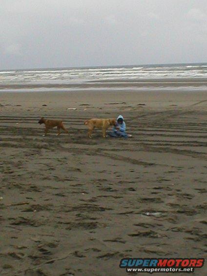 Beach scene with two dogs and a person sitting on the sand near the ocean