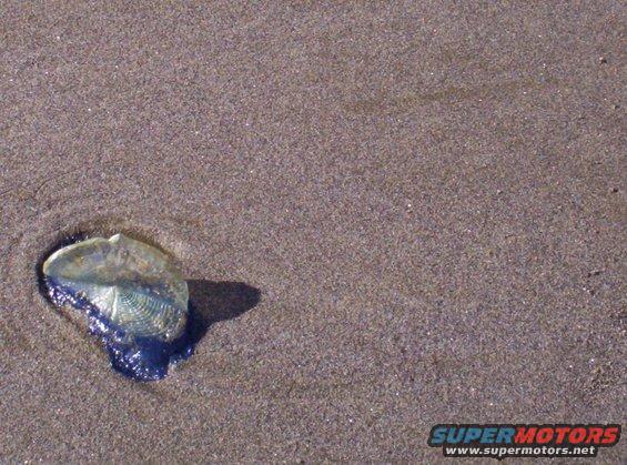 313.jpg Jelly Fish