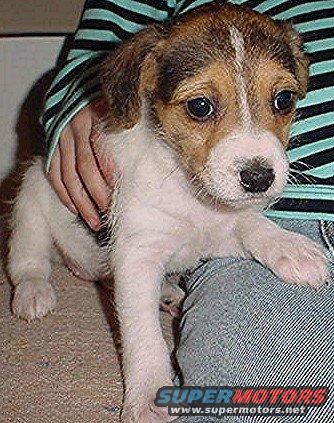 jack-a-bea-female-4.jpg My new puppy