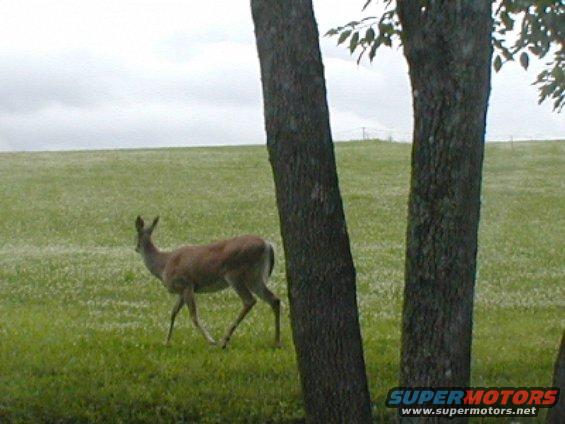 Deer walking in a field with trees in the foreground