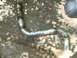 1986 Ford Bronco - Pipe from drivers side collector to the cat.
