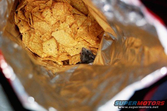 Mouse peeking out from a bag of tortilla chips