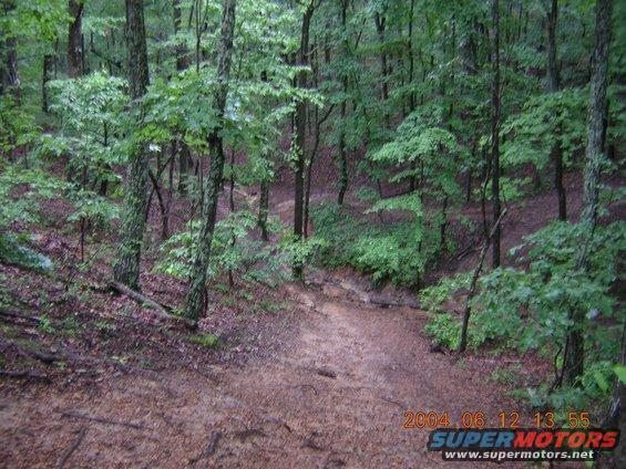 Forest path with trees and mud, timestamp 2004 06 12 13 55