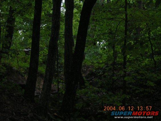 Forest scene with a dark vehicle partially obscured by trees