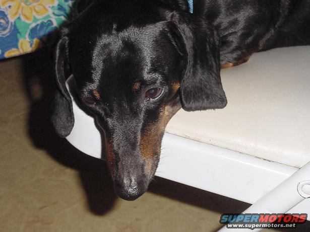 Black and tan dachshund dog lying down, close-up on face. Supermotors.net watermark visible