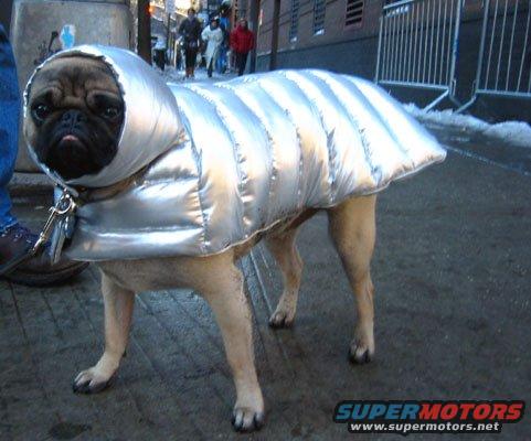 Lunchety Dog