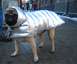 1998 Ford Crown Victoria - Lunchety Dog