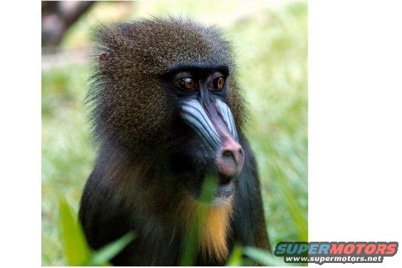 babboon.jpg Be nice little guy.