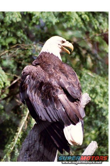 eagle.jpg Great Bird of Prey.