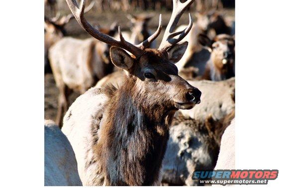 elkhead.jpg One big guy.