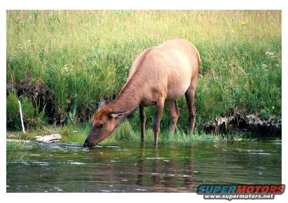 doedrinking.jpg One of my favorites.