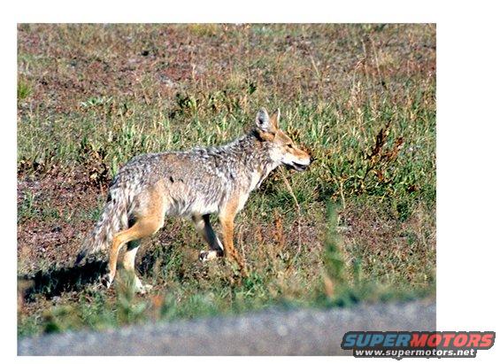 coyote.jpg He was sneaking around.