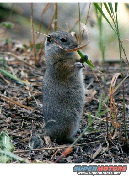 enlargedgrndsqrl.jpg Cutie pie!