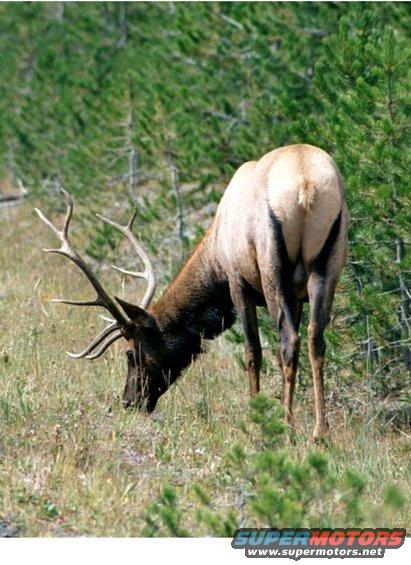 One big guy.