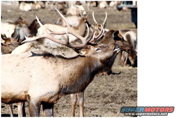 elkbugle.jpg Don't get in his way.