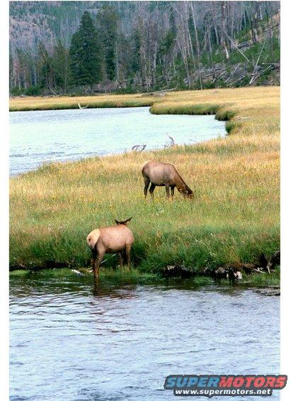 senicelk.jpg Another overall view.