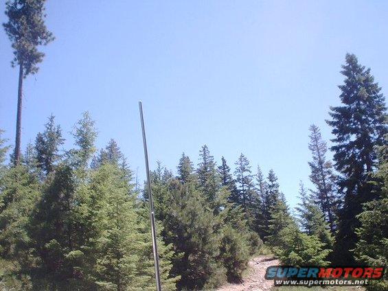 Tall antenna pole against a clear blue sky with evergreen trees