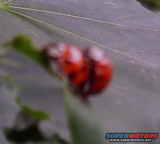 Two red ladybugs on a green leaf, with a Supermotors logo in the corner