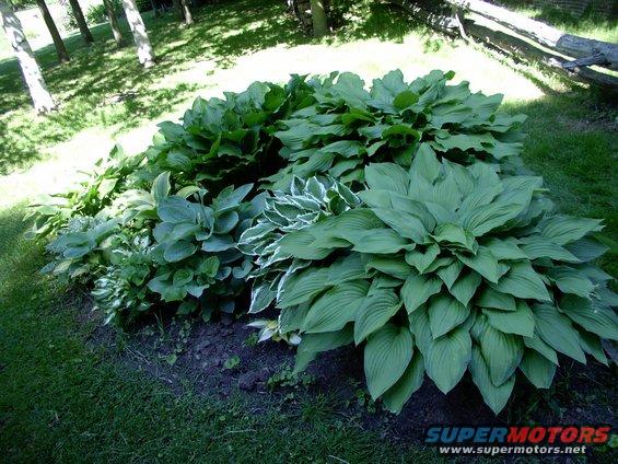 img_0427.jpg How does your garden grow ? Not bad