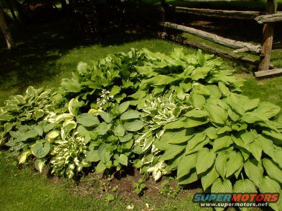 img_0620.jpg Three weeks on