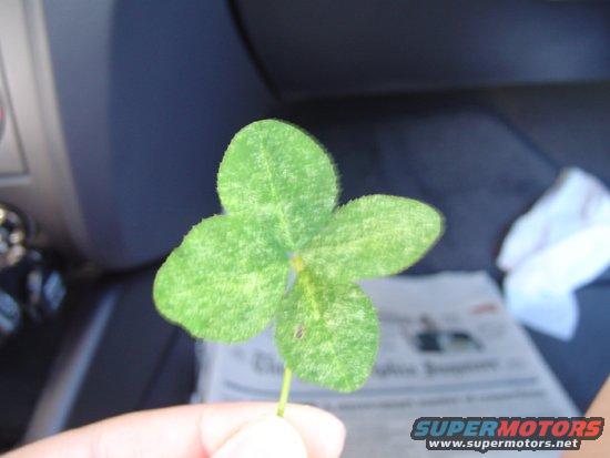 hand holding a four-leaf clover inside a vehicle