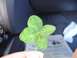 1979 Ford Bronco - A four-leaf clover is held up in front of a car's interior and a newspaper.