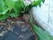 1979 Ford Bronco - A toad is partially hidden by foliage near a textured concrete structure and dark wood.