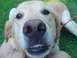 1979 Ford Bronco - A happy dog with its mouth open, revealing its teeth, lies on the grass.