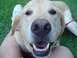 1979 Ford Bronco - Close-up of a happy yellow lab dog with its mouth open, sitting on grass.