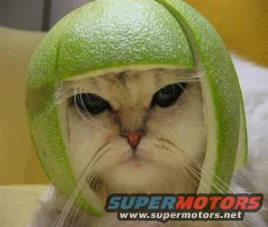 My Samurai Cat - Her name is Shelby-son. 