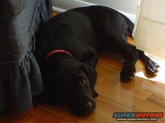 Black dog with red collar lying on a wooden floor next to a dark blue ruffled fabric