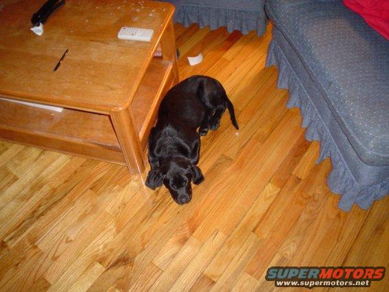 black dog near wooden coffee table and blue couch