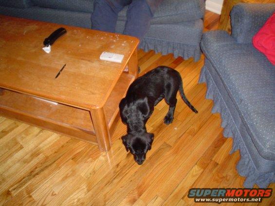 Black dog on hardwood floor near a wooden coffee table and blue sofa
