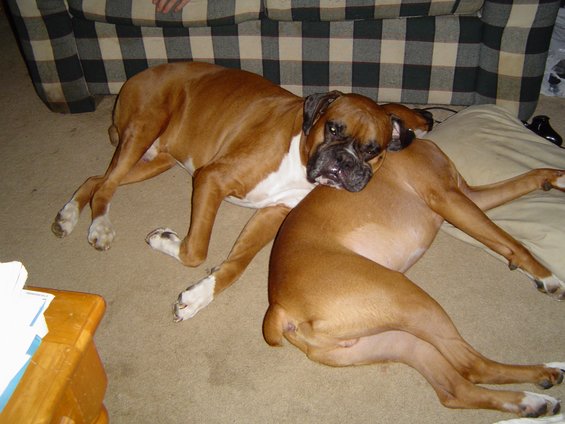 7304-001.jpg The dogs