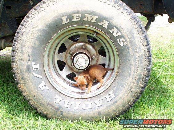 p1010006.jpg My cousin's dog.