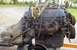 1990 Mercury Grand Marquis - rebuilt starter here...