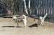 1993 Ford Bronco - Two husky dogs are in a fenced yard with trees and a wooden fence.