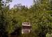 1980 Ford F-100 - 1980 Ford F-100 navigates a watery path through thick foliage.