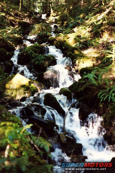 Rainforest creek