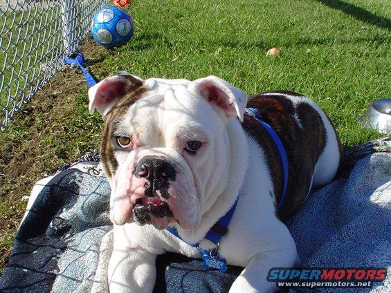 English Bulldog with white and brown markings lying on a blanket near a fence and a soccer ball