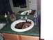 1986 Ford Bronco - My cat S'Mores in the bathroom sink