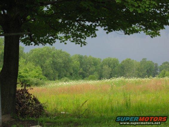 Grassy field with wildflowers and trees under a stormy sky
